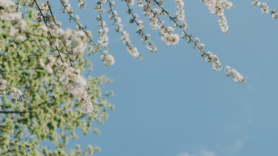 蓝天下的白花